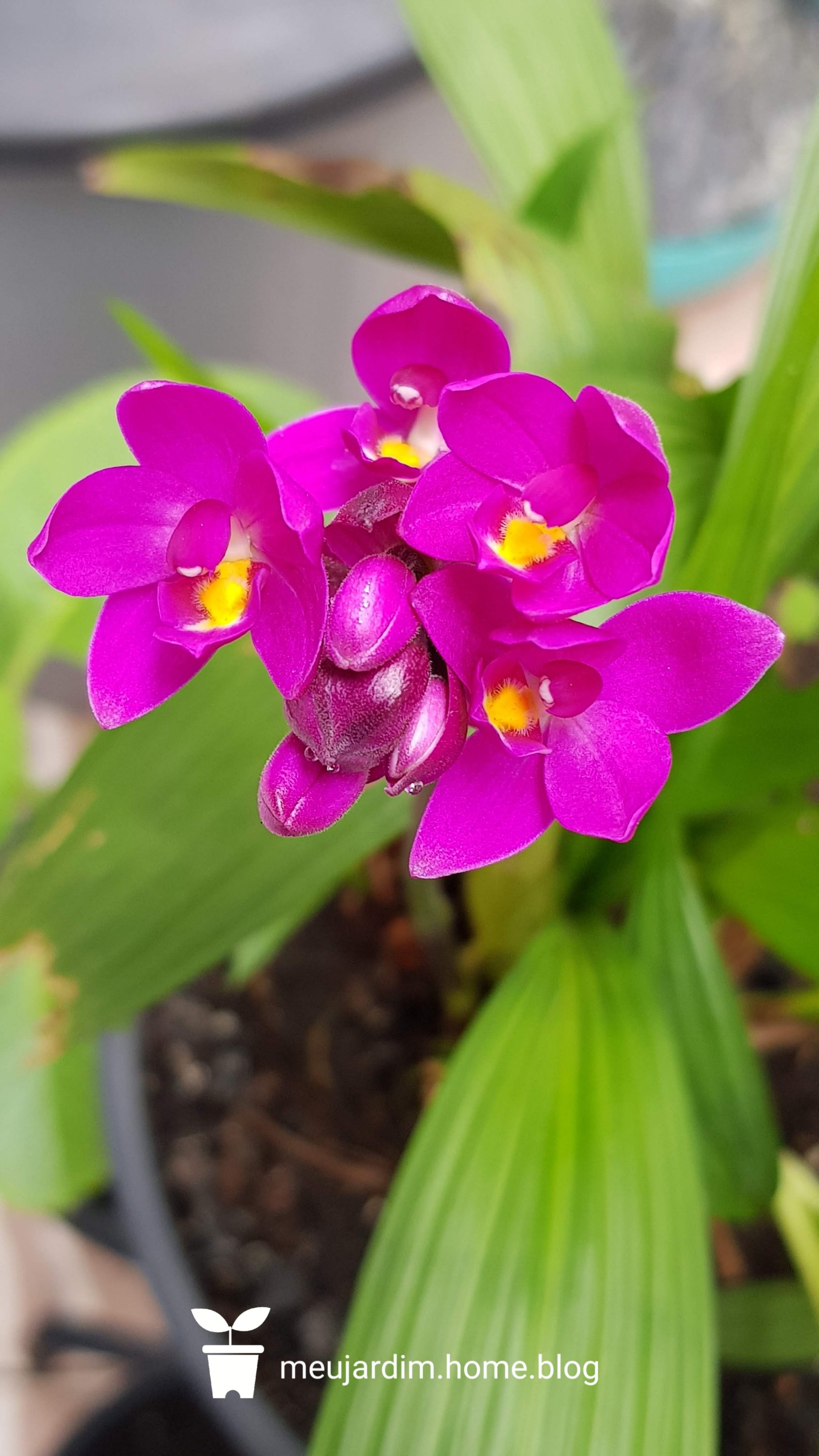 Orquídea Grapete – Meu Jardim